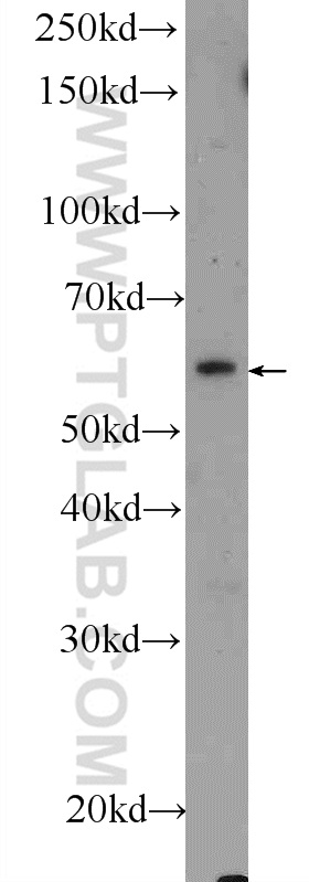 Shootin 1 Polyclonal antibody