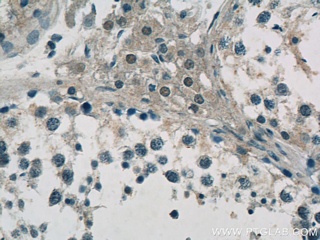 C10orf27 Polyclonal antibody