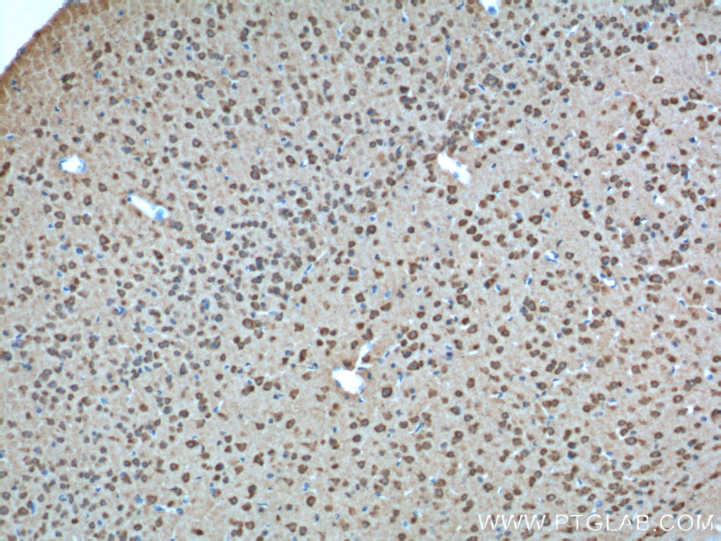 GPR19 Polyclonal antibody