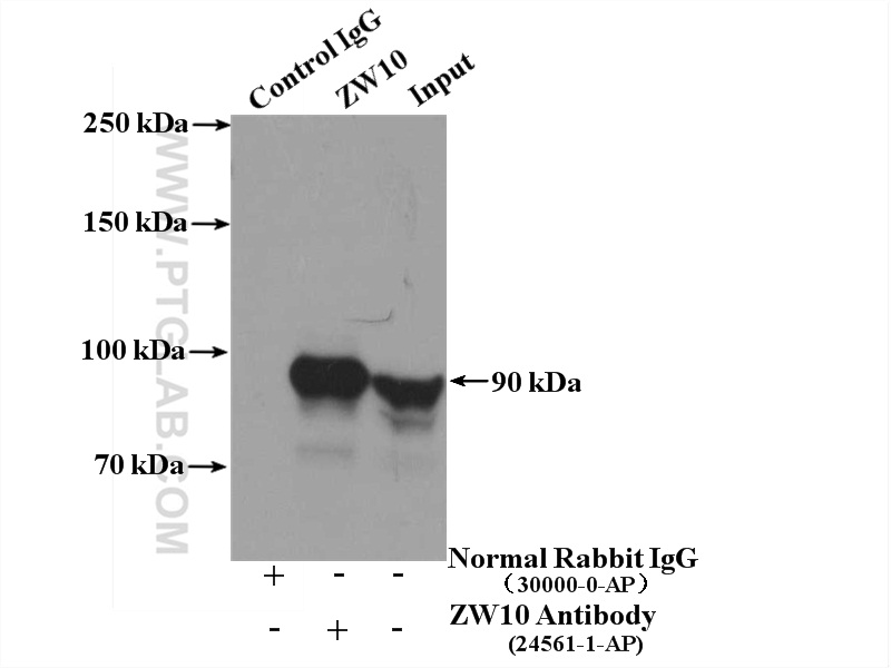 ZW10 Polyclonal antibody
