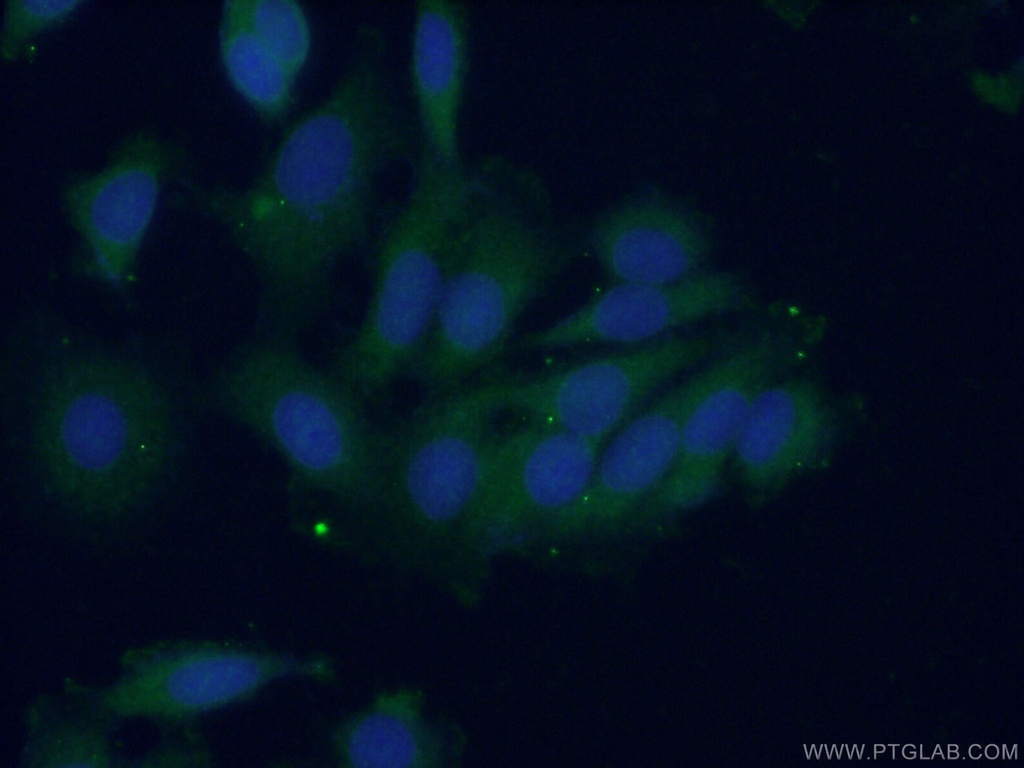 PTPN11 Polyclonal antibody