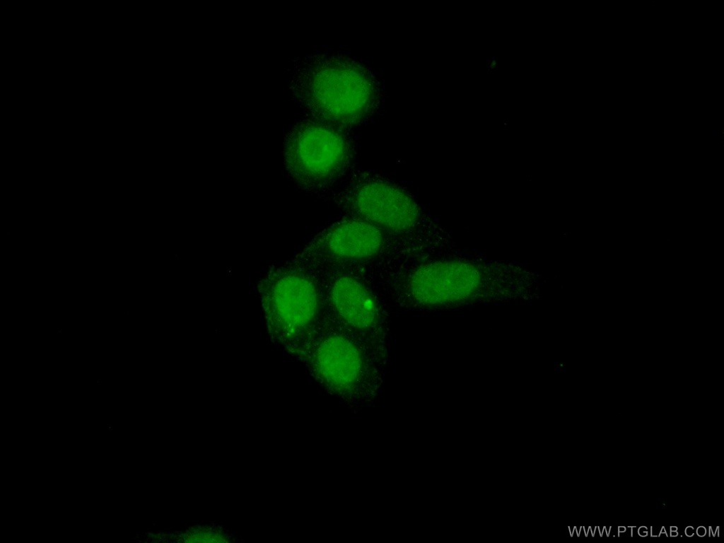 NF45 Polyclonal antibody