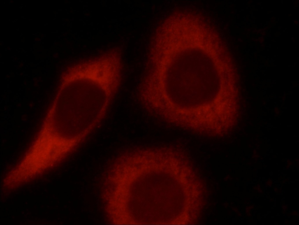 LCTL Polyclonal antibody