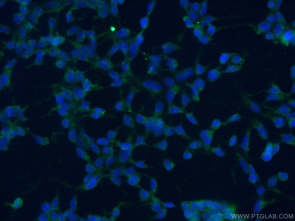 ISG20L2 Polyclonal antibody