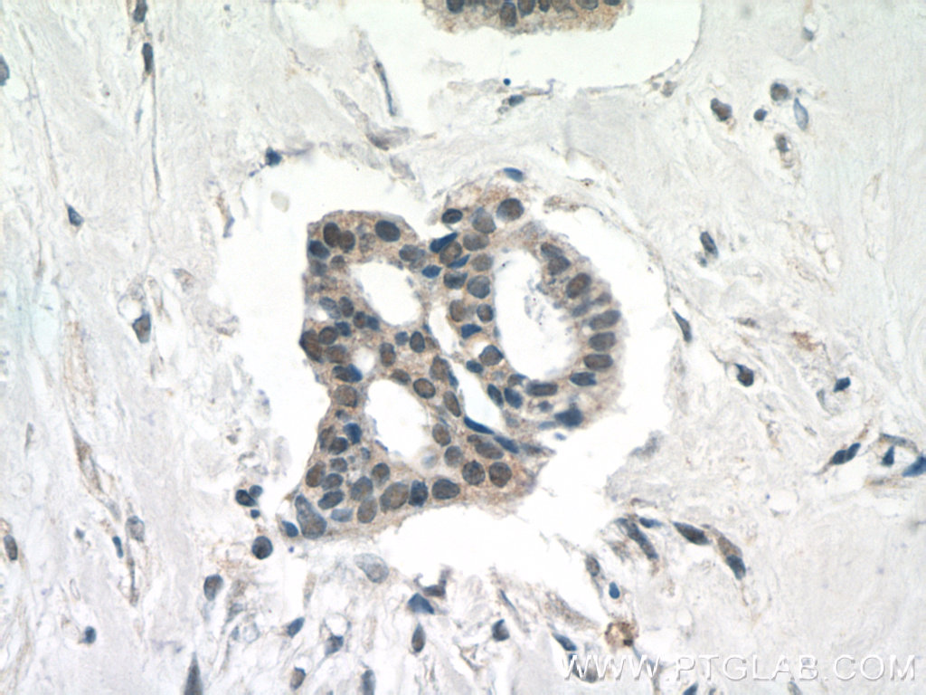 INO80C Polyclonal antibody