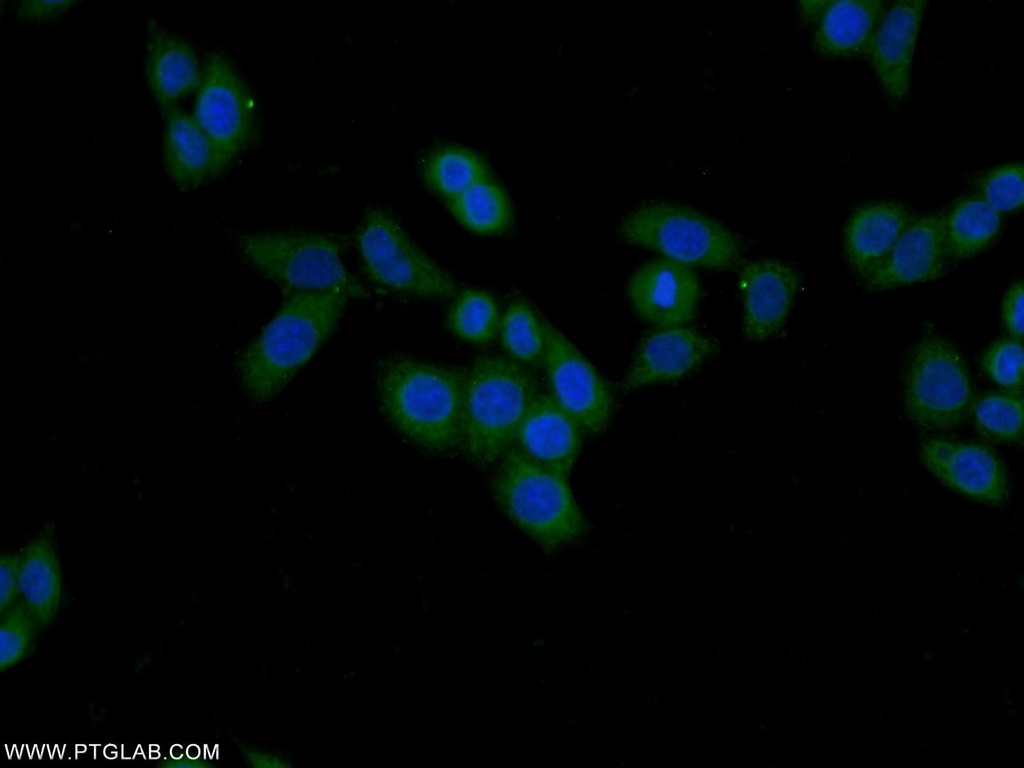 FAM92A1 Polyclonal antibody