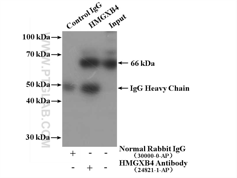 HMGXB4 PolyClonal antibody