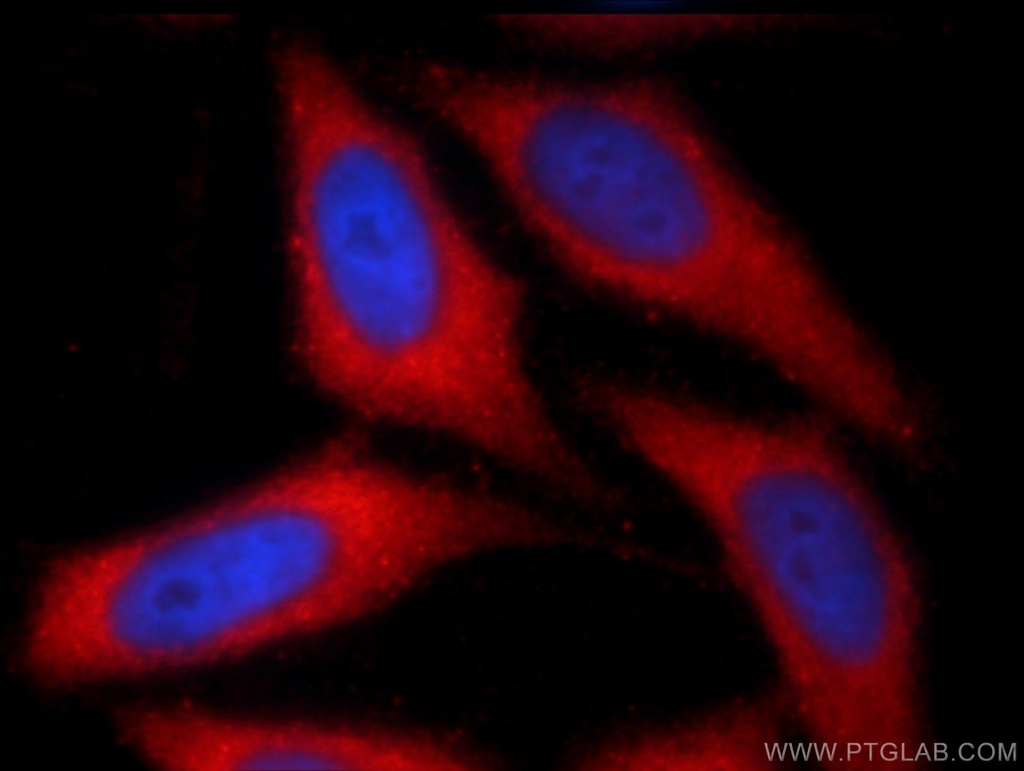 NRBF2 Polyclonal antibody