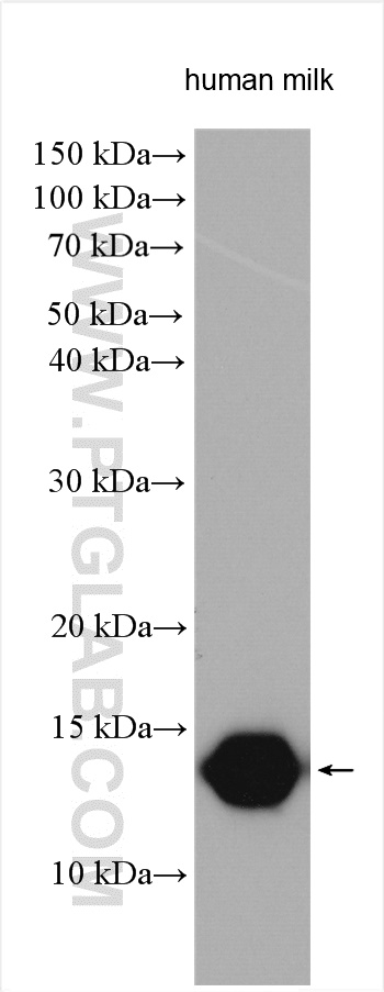 LALBA Polyclonal antibody