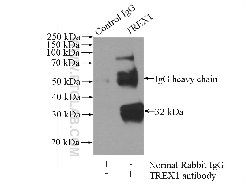TREX1 Polyclonal antibody