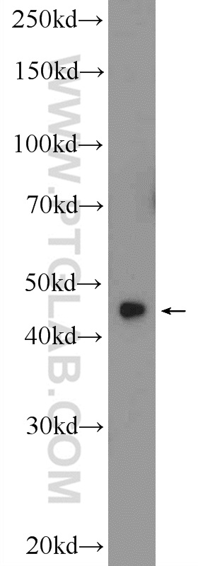 ZNF320 Polyclonal antibody