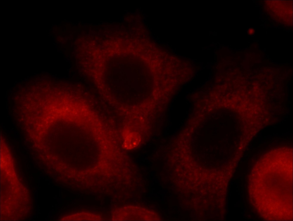 POGK Polyclonal antibody