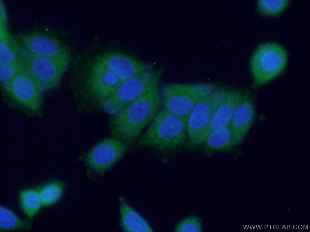 HDAC10 Polyclonal antibody