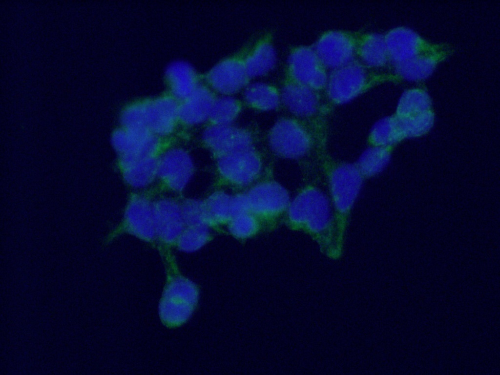 C6orf182 Polyclonal antibody