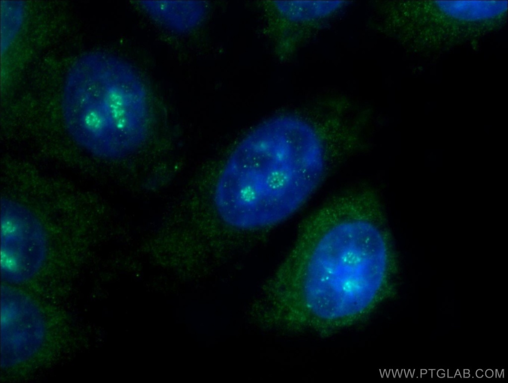 C10orf28 Polyclonal antibody