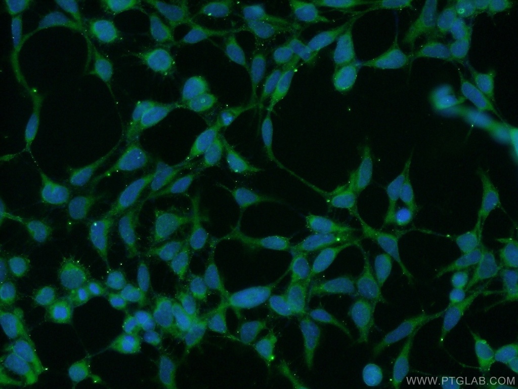 UBAC2 Polyclonal antibody