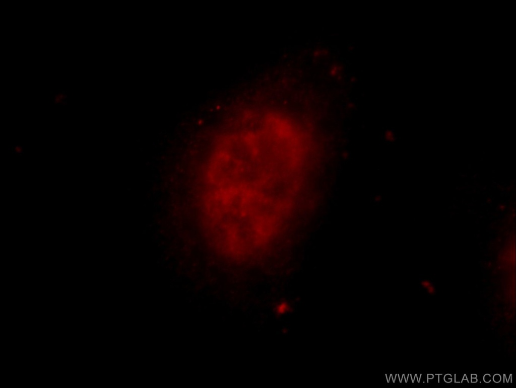 ZNF326 Polyclonal antibody