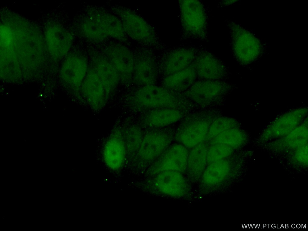 ZNF451 Polyclonal antibody