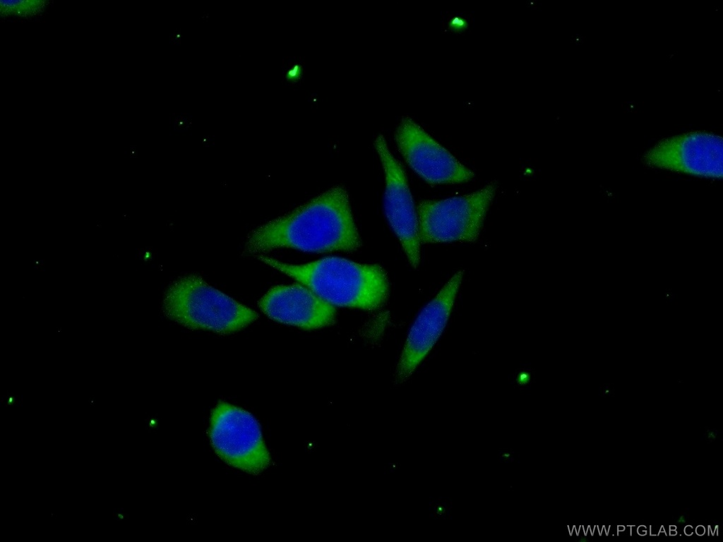 C6orf130 Polyclonal antibody