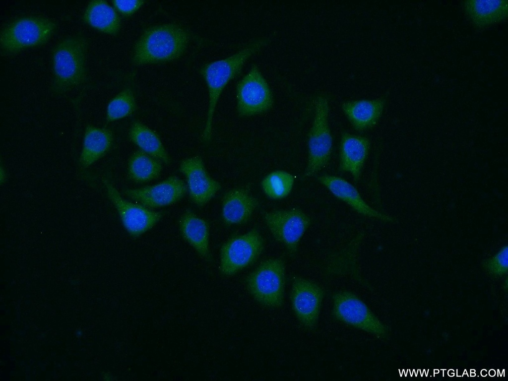 DYNC1LI1 Polyclonal antibody