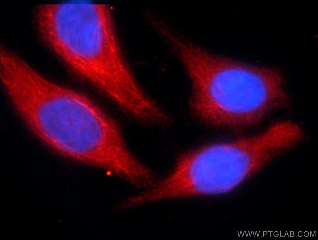 C3orf43 Polyclonal antibody
