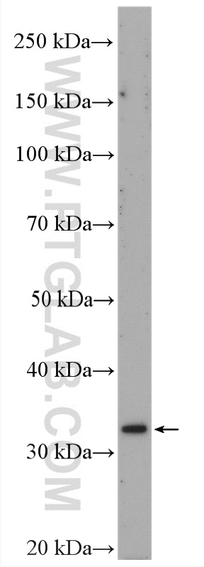 C16orf93 Polyclonal antibody