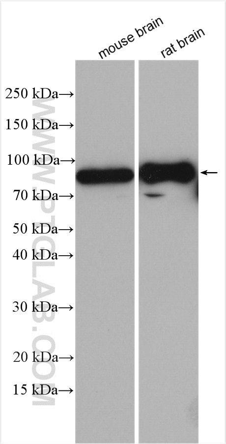 RAP1GAP2 Polyclonal antibody