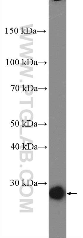 C13orf27/TEX30 Polyclonal antibody