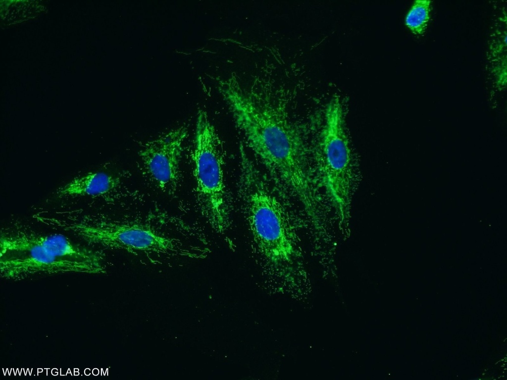 KIAA0907 Polyclonal antibody