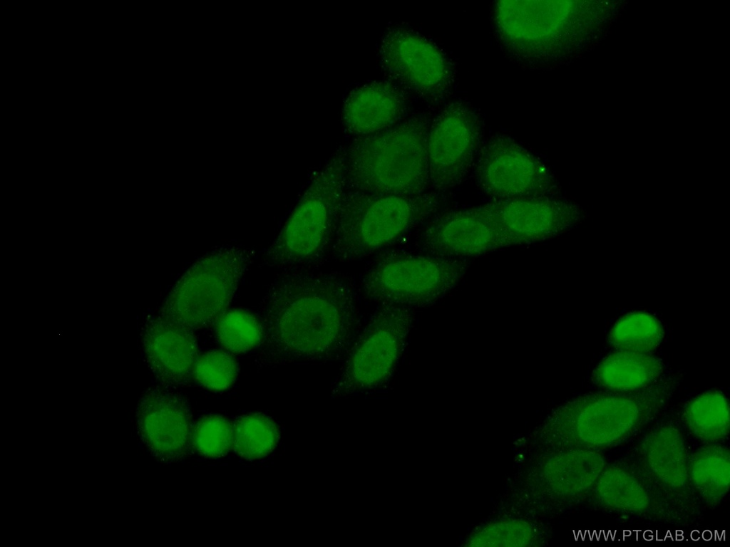 PSIP1 Polyclonal antibody