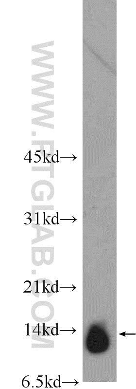 C19orf70 Polyclonal antibody