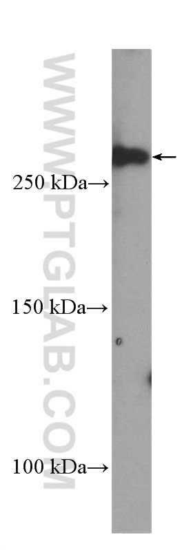 DOPEY1 Polyclonal antibody