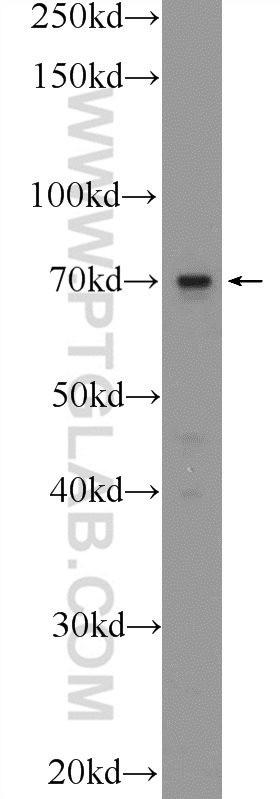 TM9SF4 Polyclonal antibody