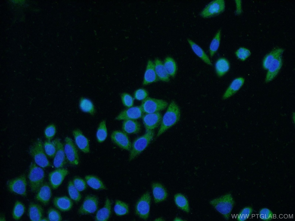 CEBPZ Polyclonal antibody
