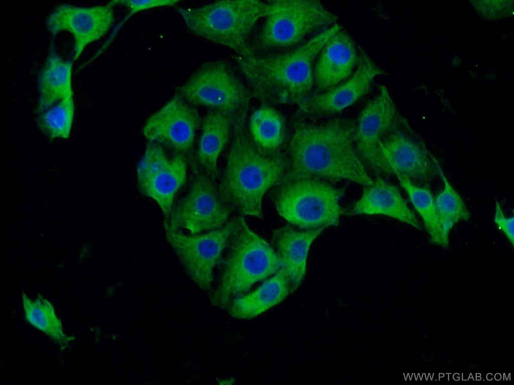 BHLHE22 Polyclonal antibody