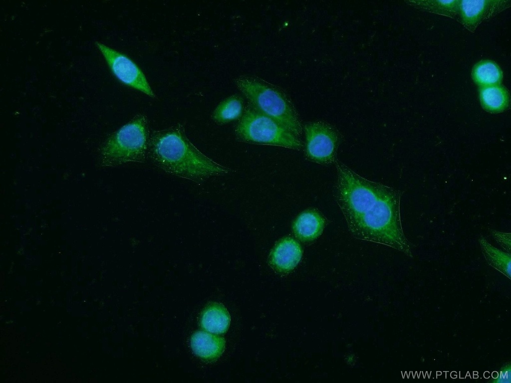 VNN2 Polyclonal antibody