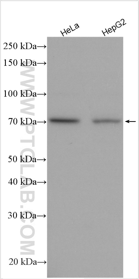 TNFAIP2 Polyclonal antibody