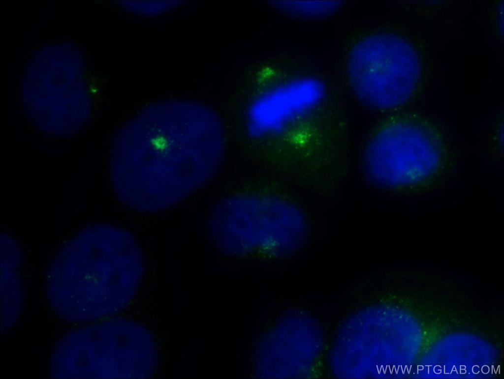 AZI1 Polyclonal antibody