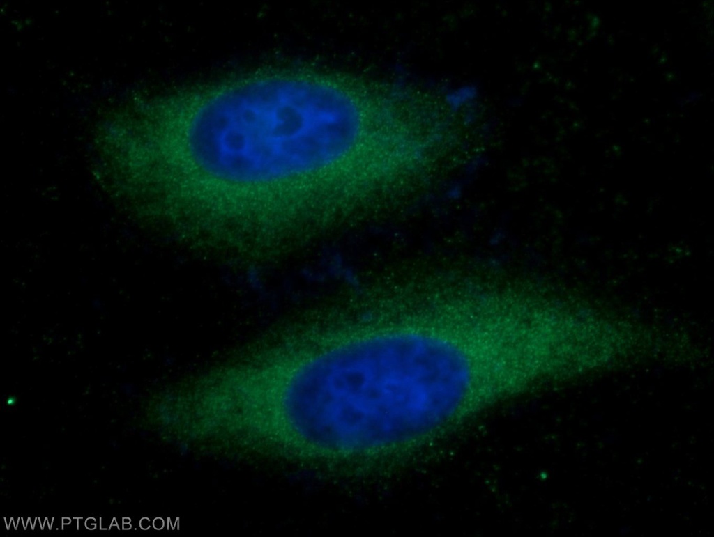COX20 Polyclonal antibody