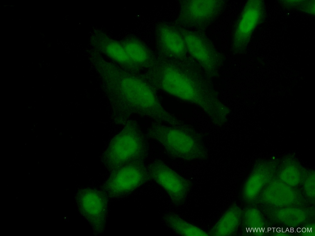 C21orf45 Polyclonal antibody
