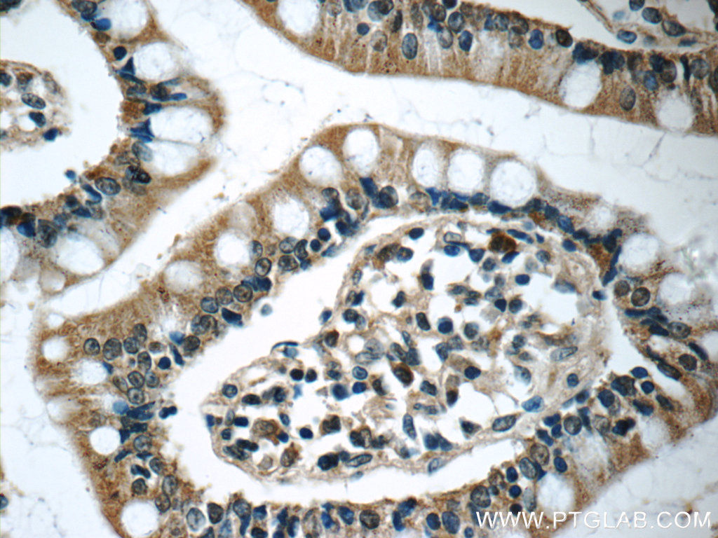 humanin Polyclonal antibody