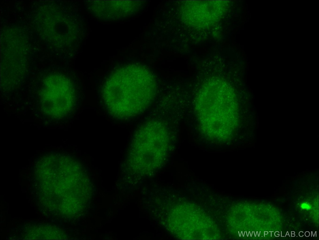SNW1 Polyclonal antibody