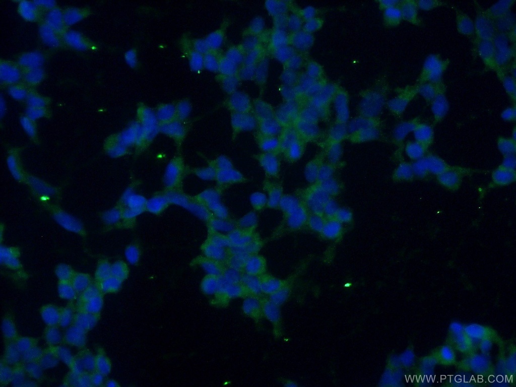 Icln Polyclonal antibody