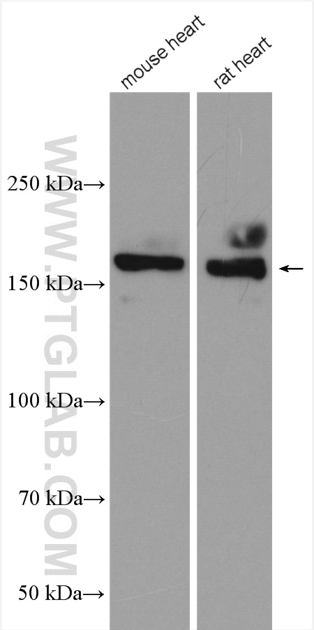 NRAP Polyclonal antibody