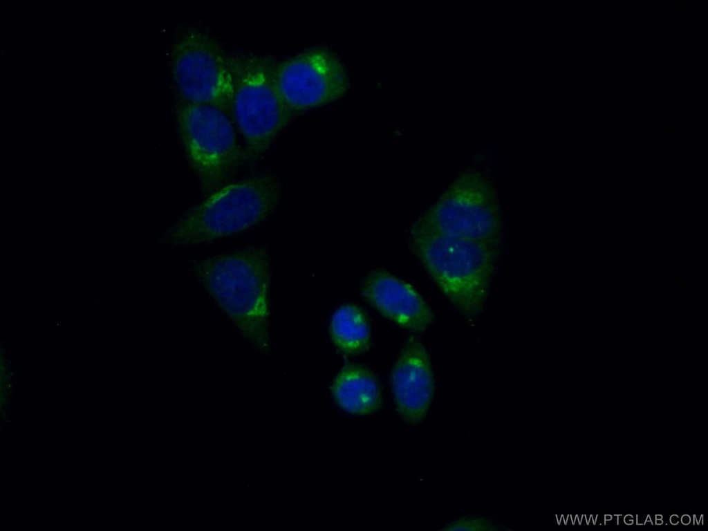 FAM120C Polyclonal antibody