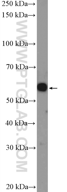 C4orf18 Polyclonal antibody