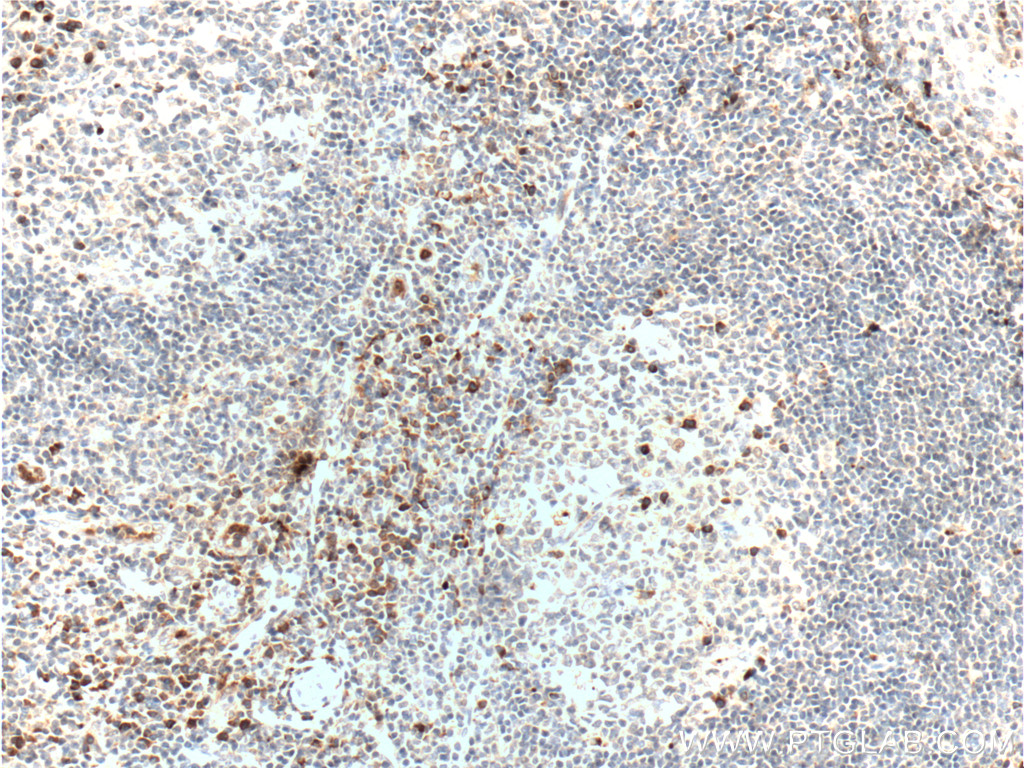 LRRC32 Polyclonal antibody