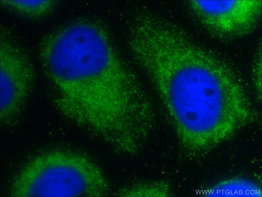 C9orf9 Polyclonal antibody