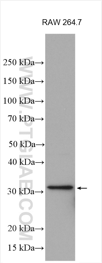 IL-1 beta Polyclonal antibody