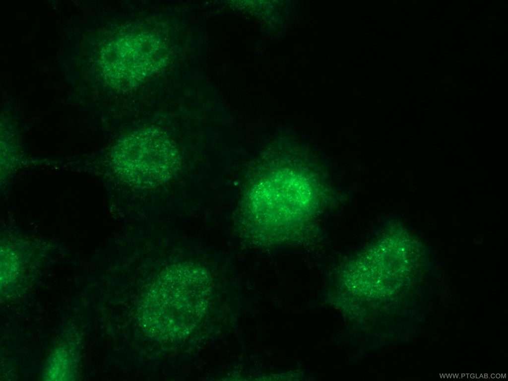 SLFN11 Polyclonal antibody